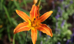 忘忧草视频,穿越时光的治愈之旅